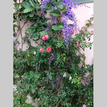 Coral Gables Historic One Bedroom, Gated Tropical Garden-2